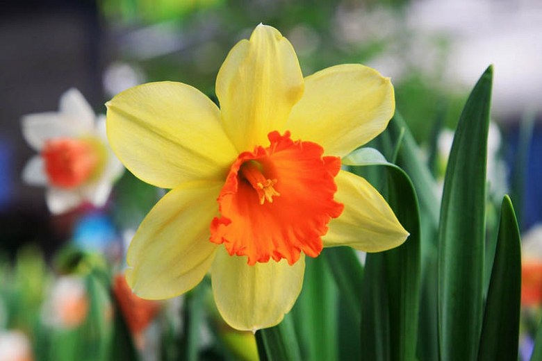 Image result for daffodil