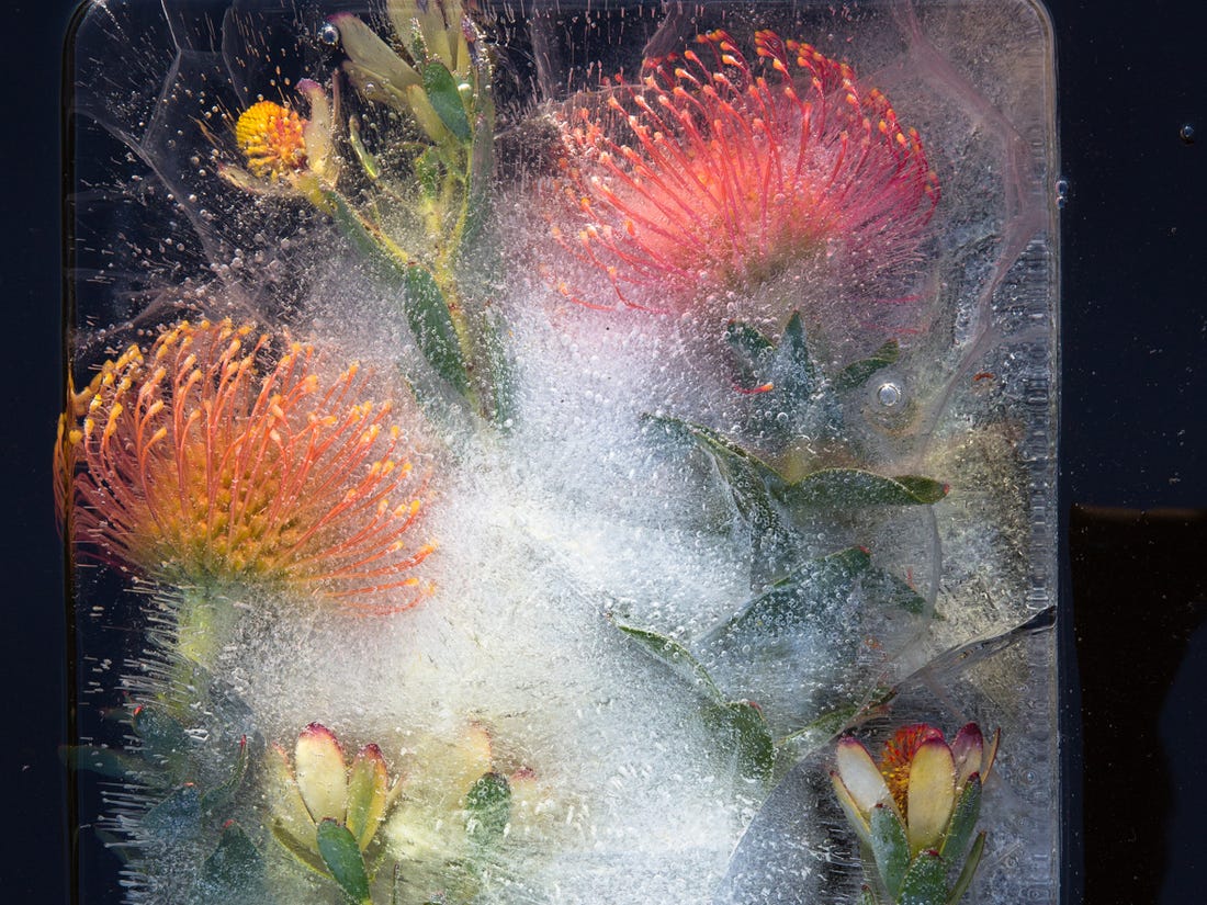 A photographer captures stunning photos of flowers frozen in ice ...